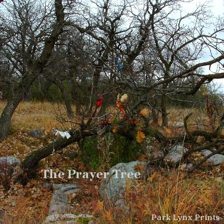 Pipestone Prayer Tree