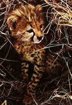 Leopard cub