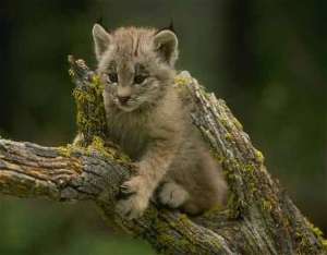 Lynx cub