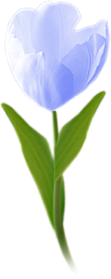 Tulip graphic