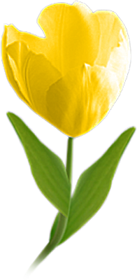 Tulip graphic