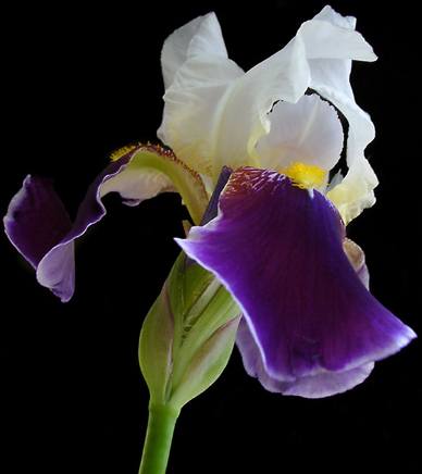 iris