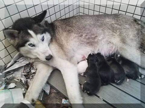 image of beauty and 7 pups