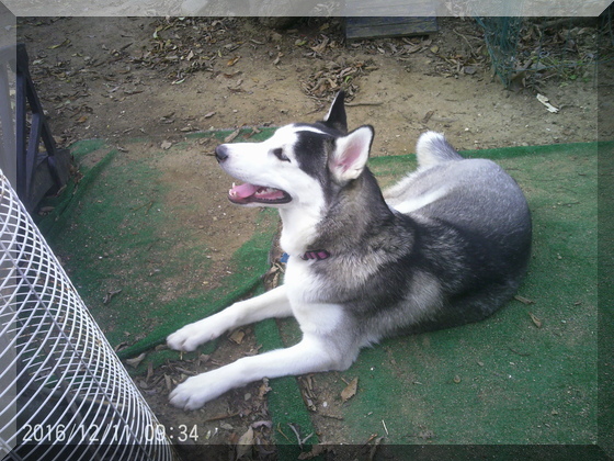 image of Thor in yard