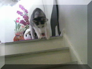 image thor on stairs