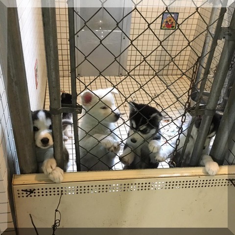 image of kennel pups