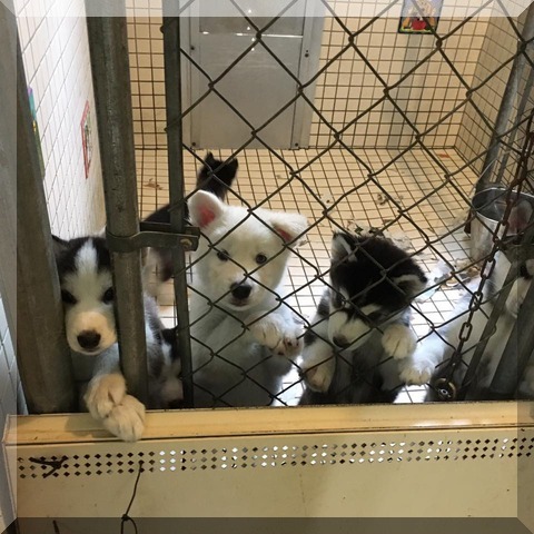 image of 7 kennel pups