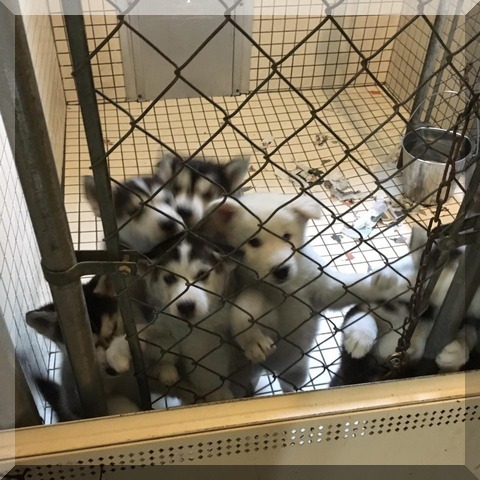 image of kennel pups 