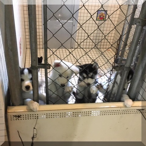 image of 7 kennel pups