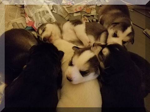 7 puppies sleeping