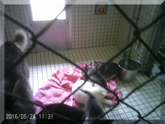 image of pups in kennel