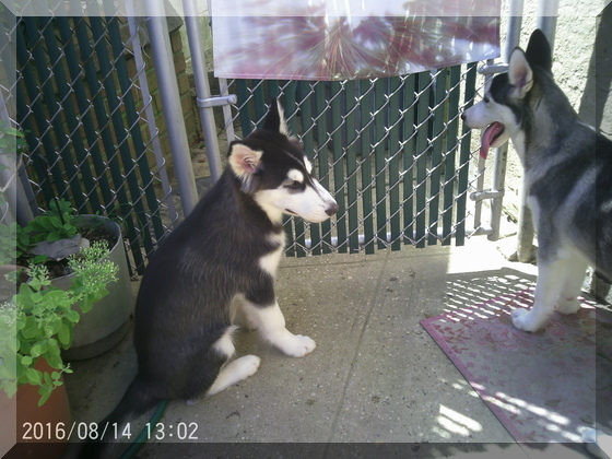 Image of hunter and thor by fence