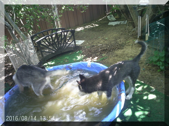 image of hunter and thor in pool