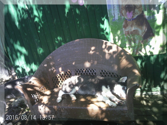 hunter asleep on bench