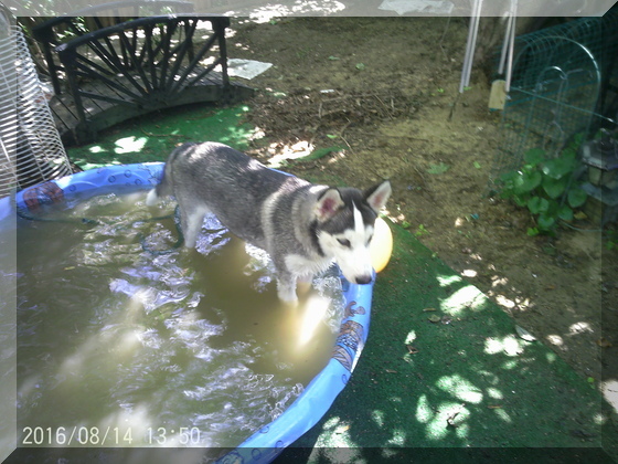 image of thor in pool