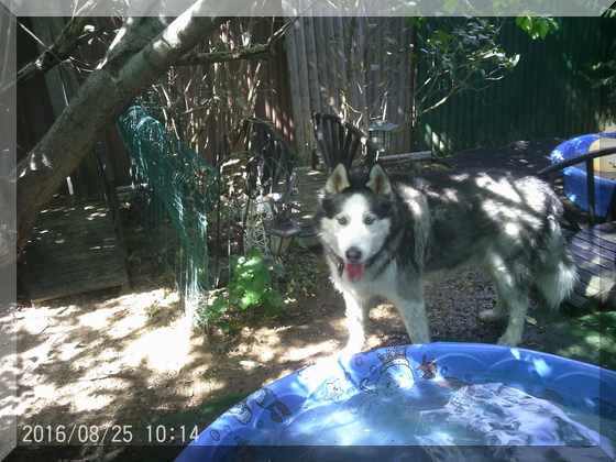 image of billy standing by pool