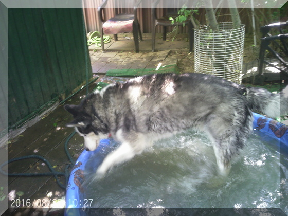 image of billy in pool