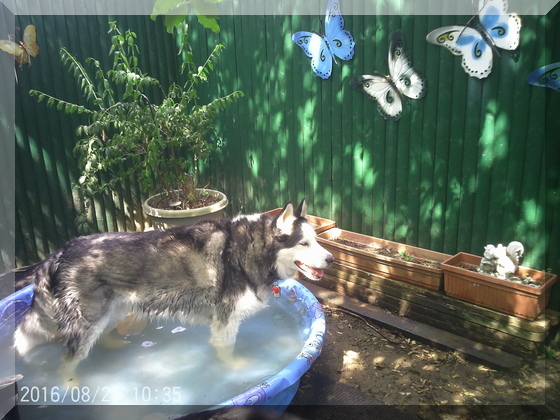 image of billy in pool