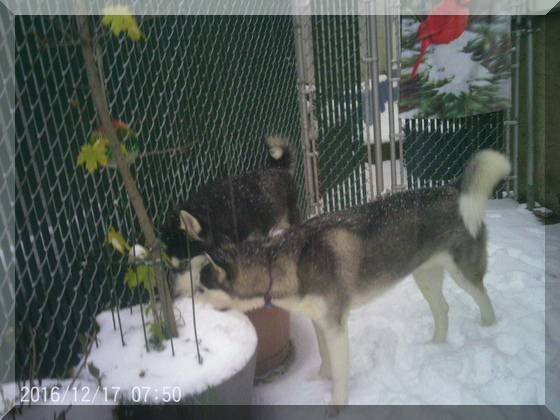 image of hunter and thor eating snow