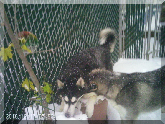 image of hunter and thor eating snow