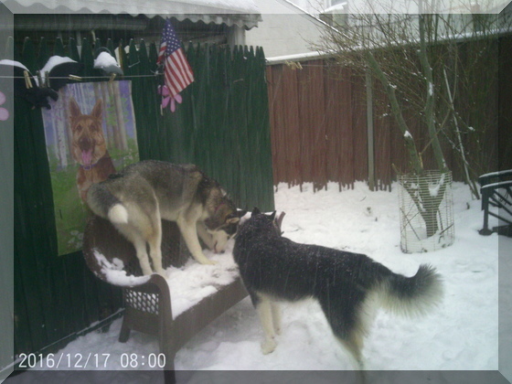 image of dogs on bench