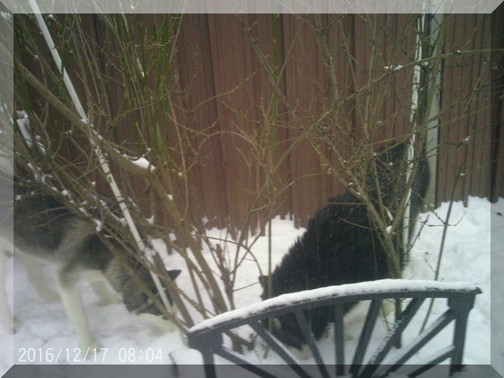 image of dogs digging in snow