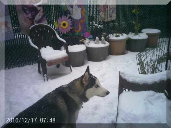 image of thor in snow