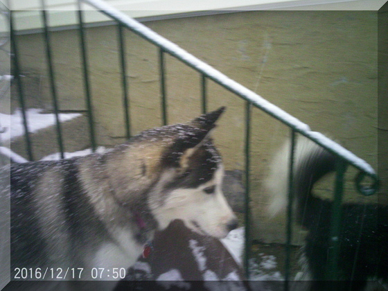 image of thor in snow