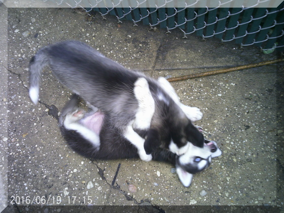 image of dogs wrestling