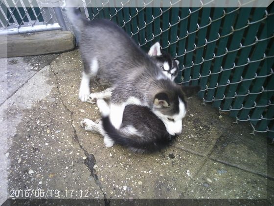 image of 2 dogs wrestling