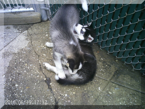 image of dogs wrestling