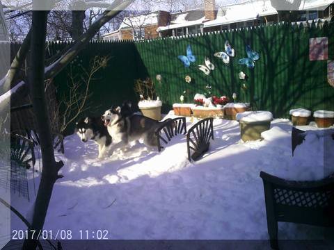 image dogs running in snow