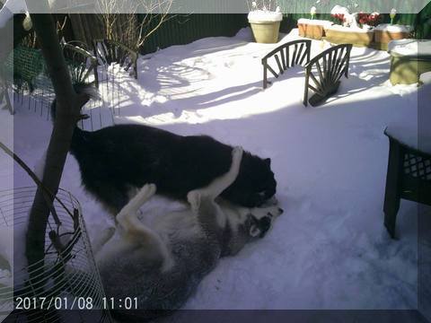 image of Hunter and Thor wrestling