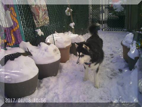 image of Hunter on stoop