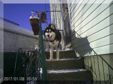 image of Hunter on stoop