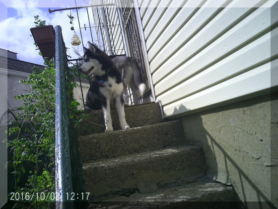 image of hunter and thor on stoop