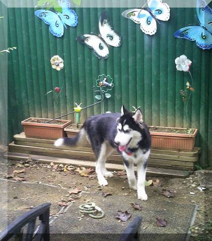 image of Hunter standing by fence