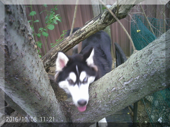 image of hunter by a tree