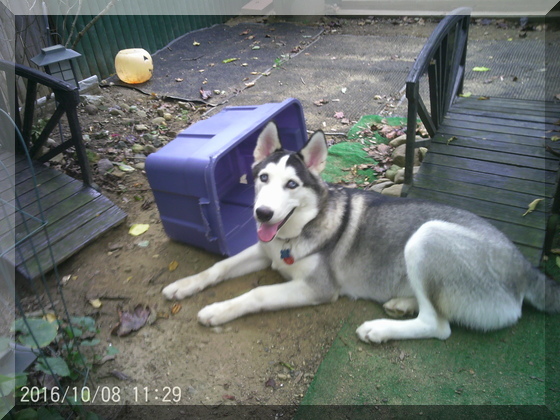 image of thor and blue bin