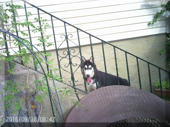 Hunter on stairs