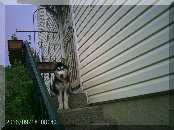 Hunter on stoop