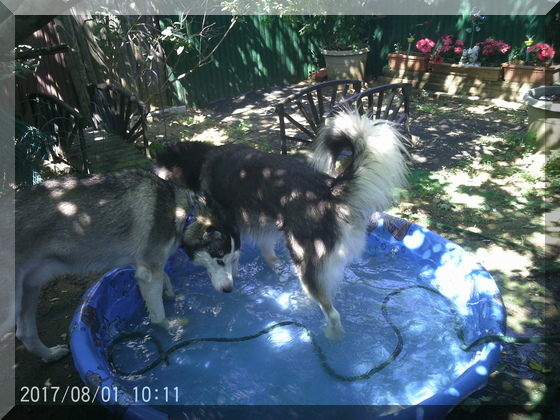 image of dogs in pool