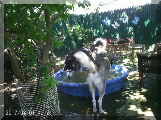 dogs playing in pool