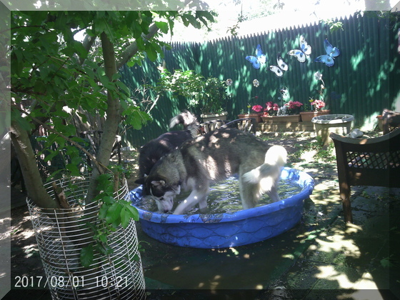 hunter and thor in pool