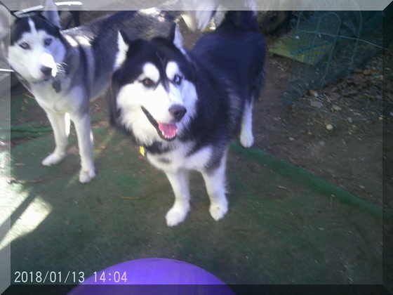 image hunter and thor with ball