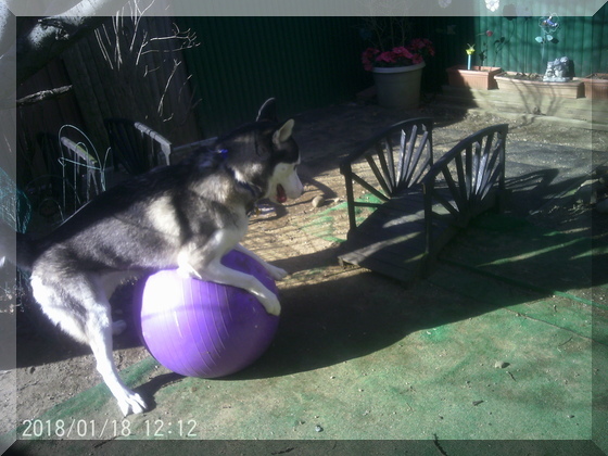 image thor playing with ball 