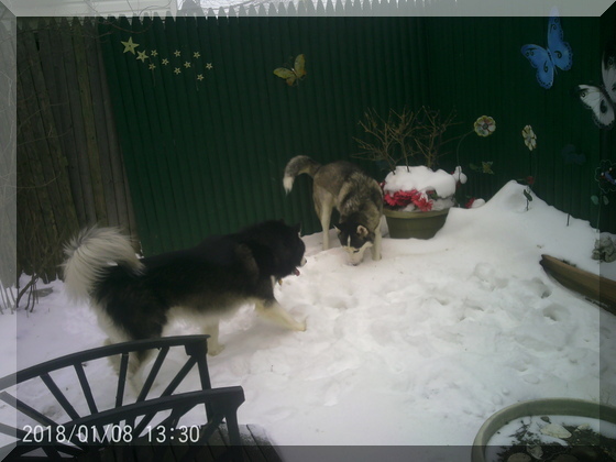 image of dogs in snow