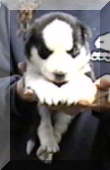 Image of billy one day short of three weeks old