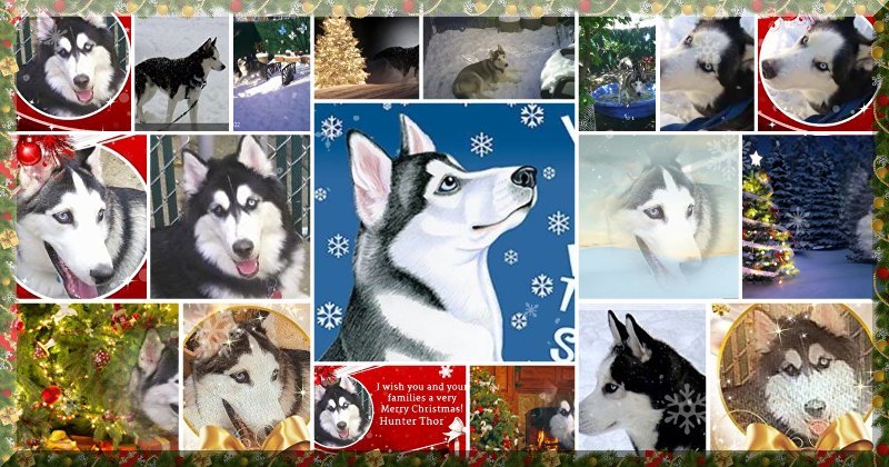 Siberian huskies card