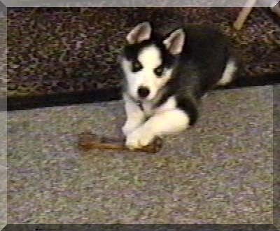 Image billy with bone